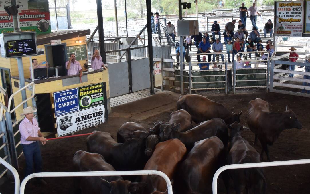 Innes Fahey "Nettle Creek" presents his family's Brahman/ Angus heifers, in calf to an Angus bull, with Mitch and Ray Donovan in the auctioner's box. This line of heifers sold for $1475 but another pen of the same topped the Grafton special female sale at $1875.