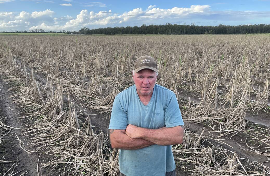 Multi-generational sugar cane producer Ross Farlow, Maclean, in a paddock of one-year old flood-affected crop.