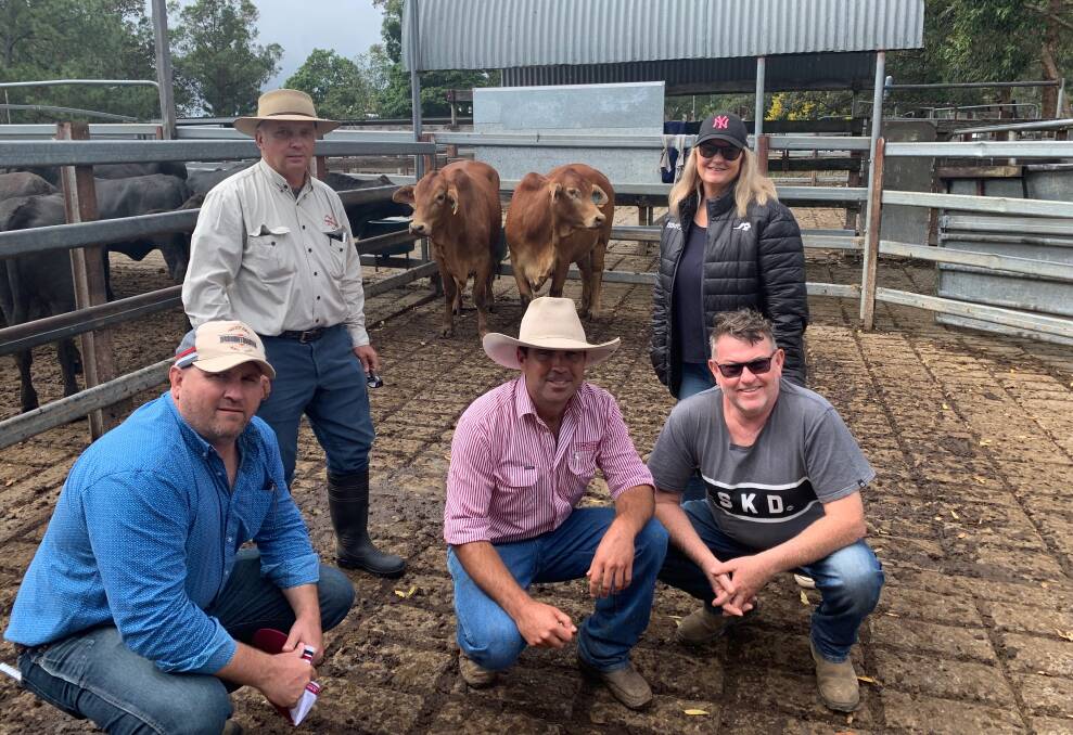 Droughtmaster heifers PTIC to $5800 from Don Morgan at Junction Hill going to Gus and Janine Young, Kangaroo Creek with Todd Heyman from the Droughtmaster Society and agent Mitch Donovan, Donavan Livestock and Property. Photo: Sophie Donovan