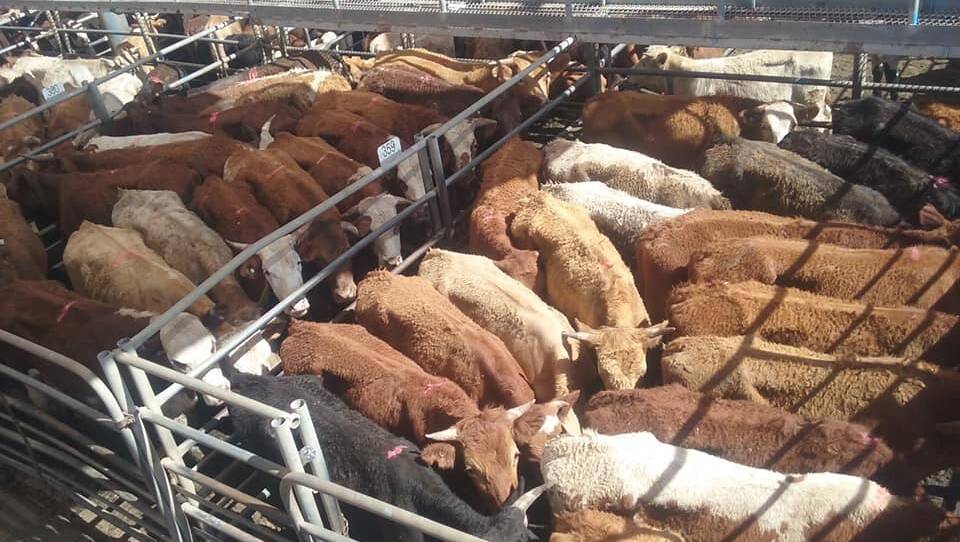 Cattle impounded from John Williams' properties at Binnaway were sold in store condition at Thursday's prime sale at Dubbo, where the market trended downwards. Photo by Scott Moreton.