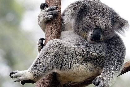 New state legislation aimed at helping the koala through land use reform, will have miniscule impact on private native forestry and crown reserve logging, argues wildlife ecologist Steve Phillips. But be warned - the Aussie icon faces extinction under current primary production practice.