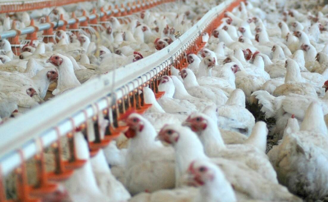 "There are plenty of chickens out on farms, but just not enough people to pick them up, process them and distribute chicken products to stores," Dr Vivien Kite, director of the Australian Chicken Meat Federation, said.