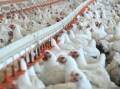 "There are plenty of chickens out on farms, but just not enough people to pick them up, process them and distribute chicken products to stores," Dr Vivien Kite, director of the Australian Chicken Meat Federation, said.