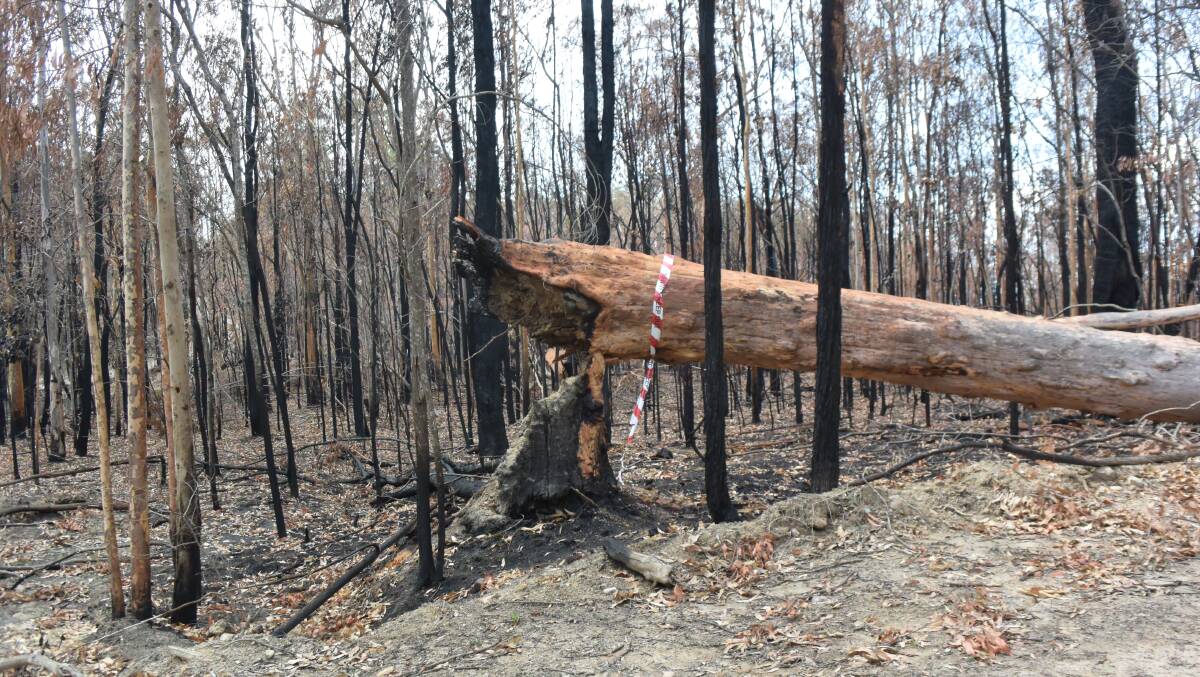 The recent Tabulam fires were intense and damaging. Greater management of the understory through periodic low-temperature burns might have reduced the chance of wildfire.