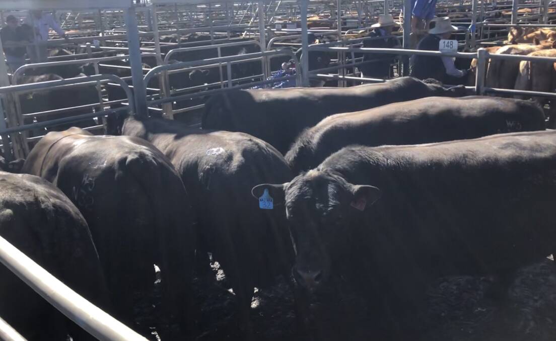 Bulls continue to flood saleyards in the north with this pen of Angus from a Trangie vendor making 261c/kg at last week's Dubbo prime sale. Photo by Rebecca Sharpe.