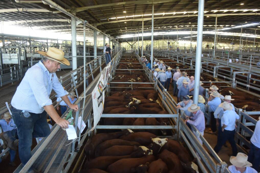 Tooloom Valley Santa/Hereford weaner steers ready for the bidding at the start of Friday's special store sale hosted by George and Fuhrmann with Darren Perkins as auctioneer.