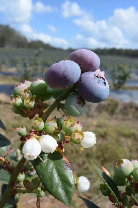 Some blueberries at Golden Eagle's Clarenza farm supply a long harvest window.