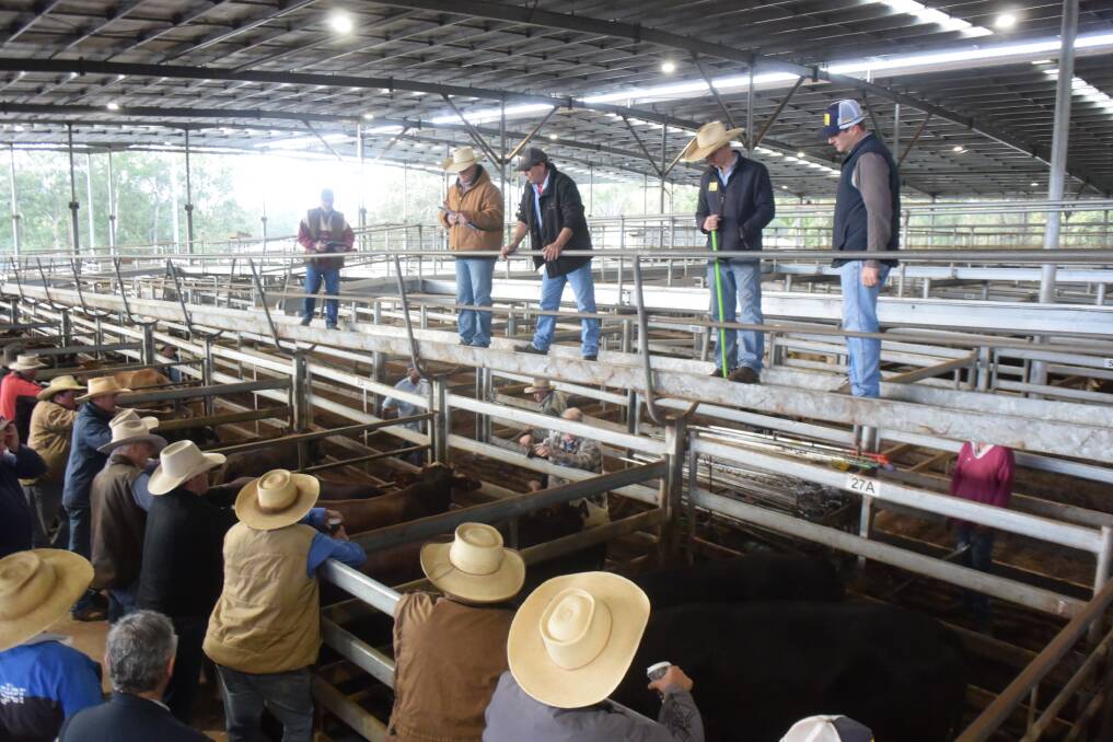Bids for cows to slaughter were again very competitive at Casino on Wednesday where dry Grayman from Laurie Predebon, Lismore, sold to 315c/kg or $1790 to Bindaree Beef.