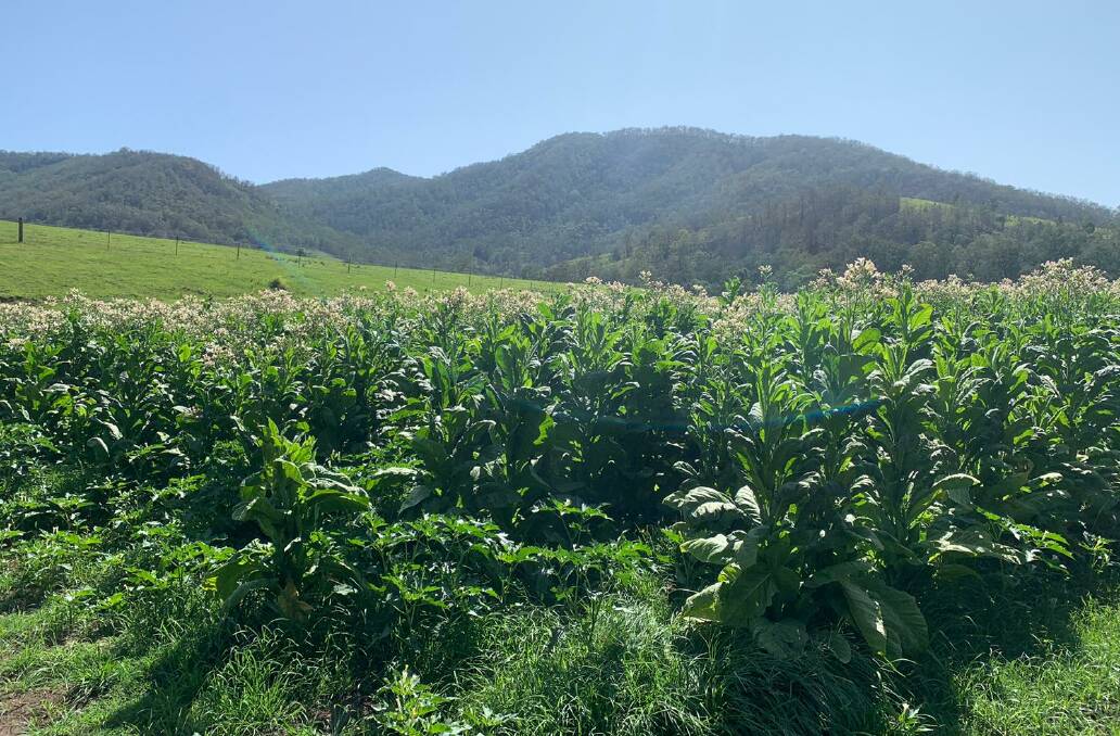 Mature tobacco under drip irrigation on the Upper Hastings River before the Australian Tax Office cut them down, on Thursday. Neighbours' concerns about excessive irrigation led to the raid by ATO officers with police. Photo courtesy ATO.