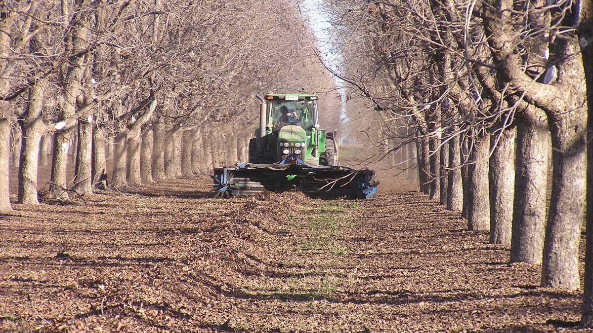 Stahmann's burgeoning pecan farm at Pallamallawa has moved to more efficient drip irrigation as part of its change towards fit for future efficiency and crop expansion.