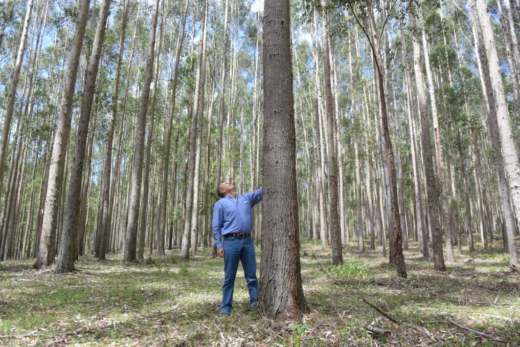 Andrew Hurford and his team planted these towering blackbutt trees near Kyogle 12 years ago. In that time they have averaged more than 3cm in circumference and 3m in height every year, which is above average. Volcanic soil, good rain and plenty of sun have worked their magic.