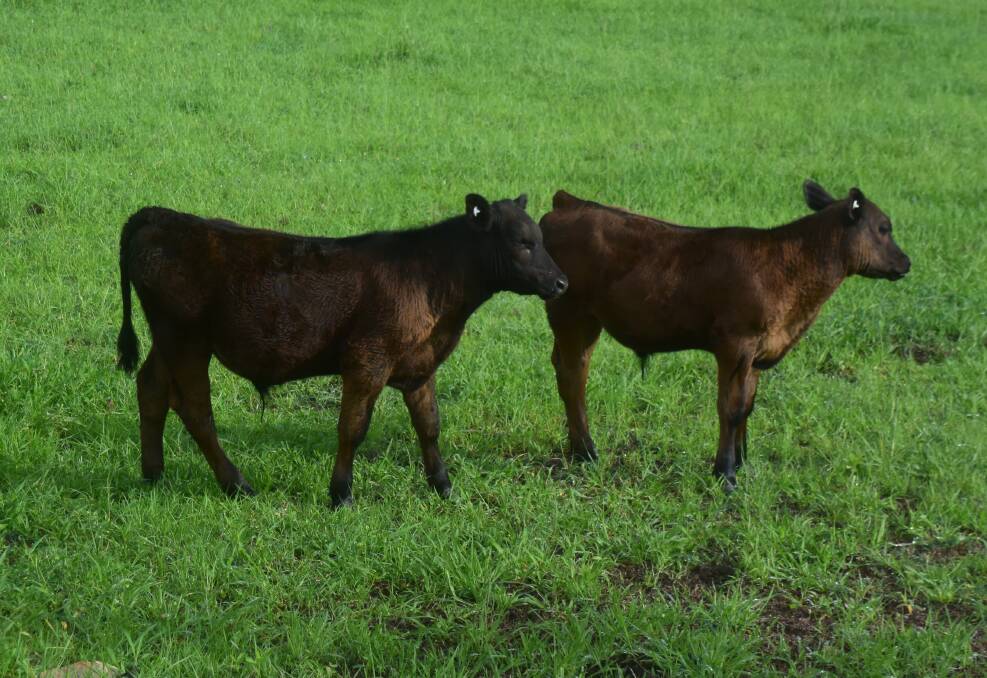 Skibo calves with Amos Vale Angus blood.