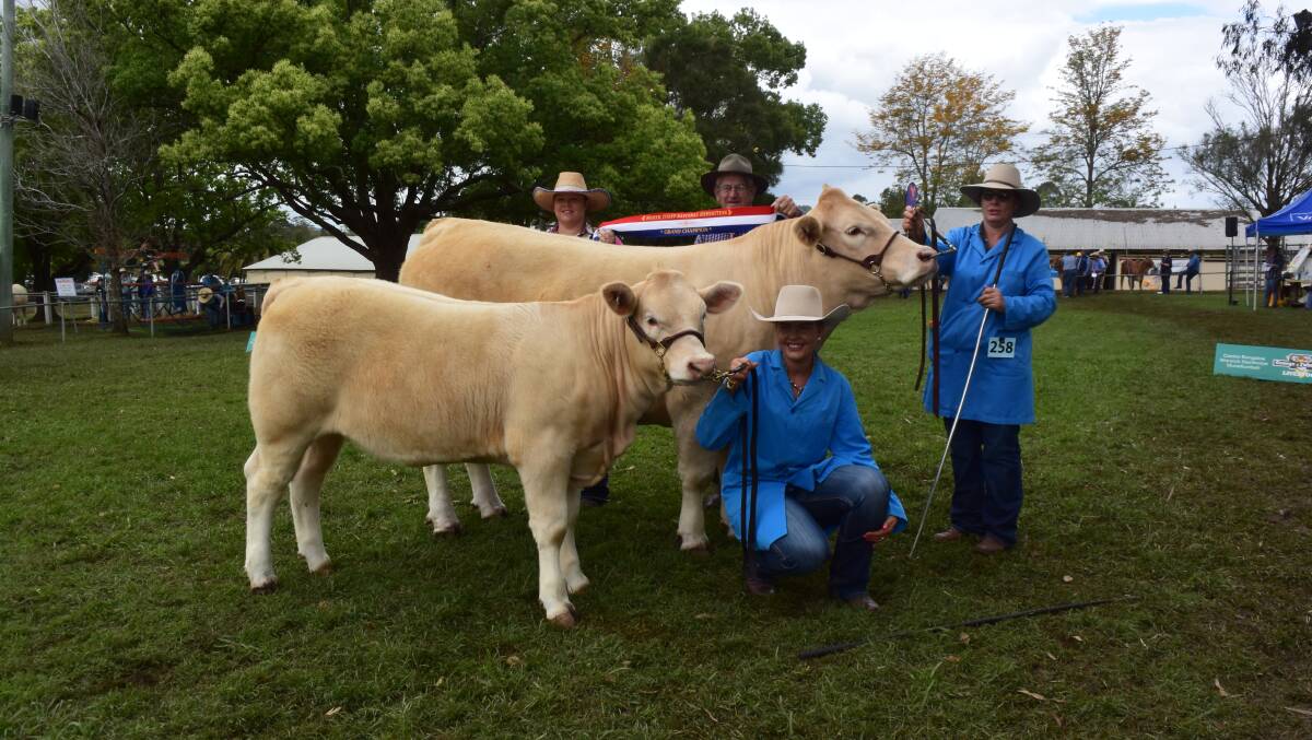 Supreme champion exhibit from the 2018 North Coast National, and grand champion Charolais female, Temana Lily with heifer calf Tookawhile Pitch Perfect, led by Catherine and Nicole Nicholls, Rukenvale, with European judge Julie Pocock and steward Allan Trustum. 