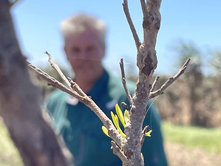New flush of growth from a drowned macadamia tree offers encouraging signs of life for Robbie Commens in a new plantation on the lower Richmond River.