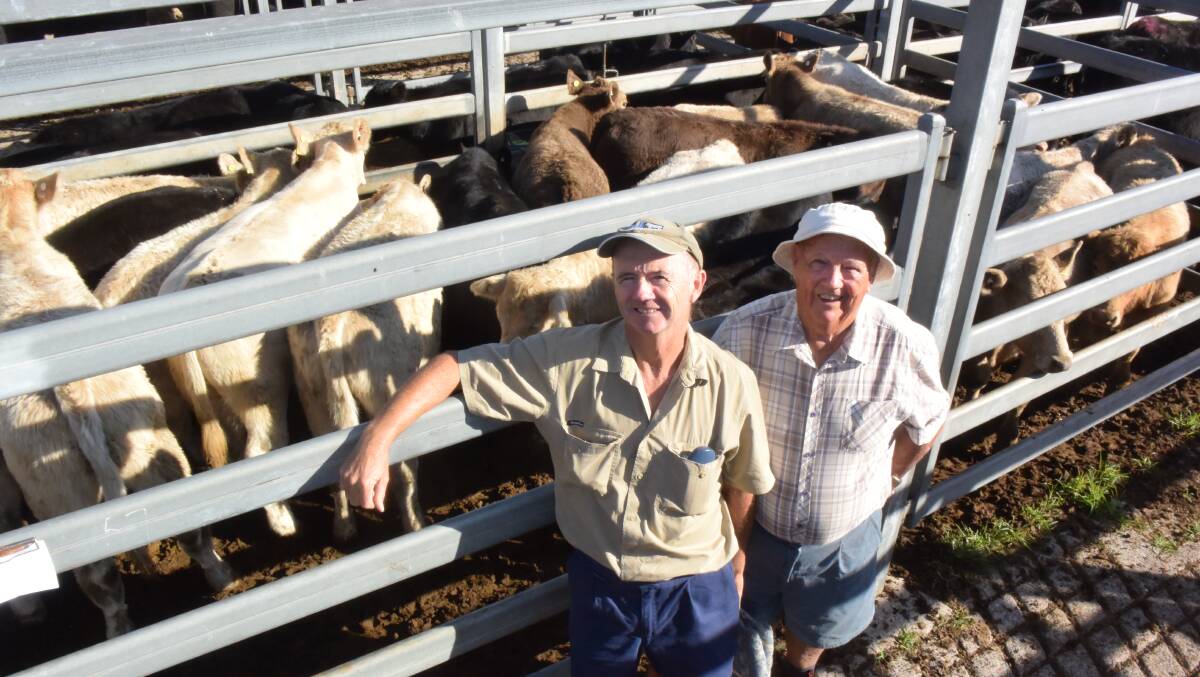 Paul and Rob Younie, Toorooka, with Charolais and Charolais cross cattle which sold to a top of $680 for their heaviest steers, 340kg which made 200c/kg at Kempsey on Friday. Their best heifers, 233kg, made 218c/kg or $507.
