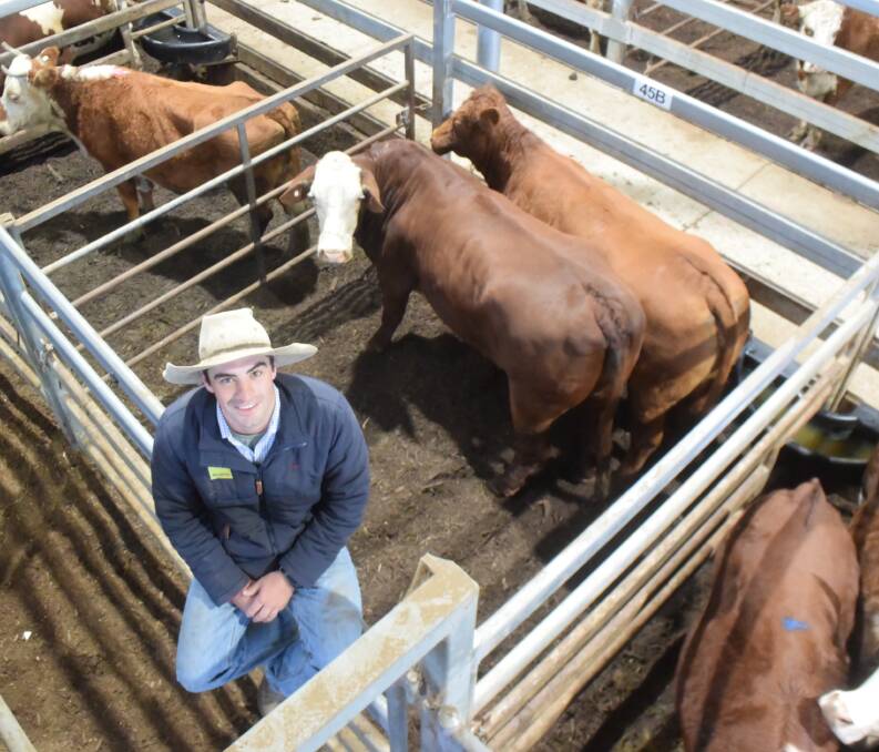 Ray White Casino agent Nick Fuller with Brahman/Hereford cows from Peter Ludlow, Stratheden, that made 316c/kg or $2245/hd at NRLX on Wednesday, going to Teys.