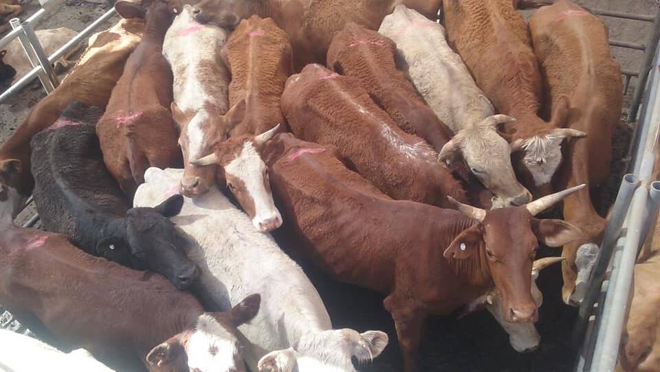 Another pen of John Williams' cattle impounded and auctioned for sale at Dubbo on Thursday. Photo by Scott Moreton.