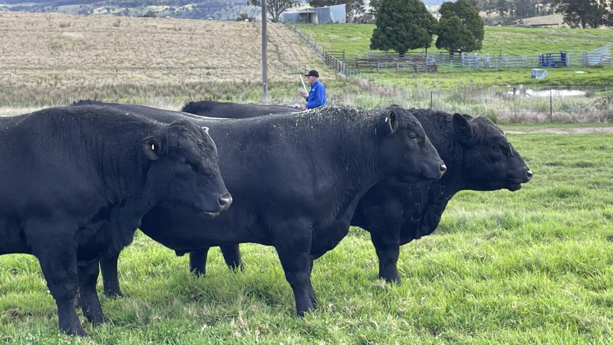 Keen buyers at the Alumy Creek Angus bull sale on Friday were chasing consistent type and numbers.