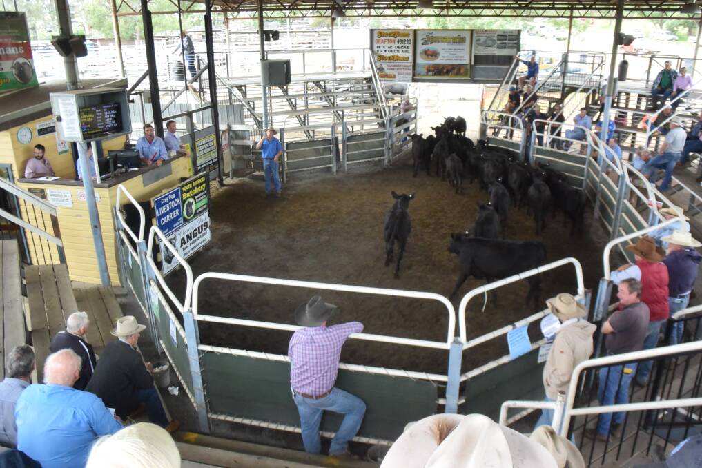 Angus steers under 200kg brought the top bids at Grafton on Thursday.