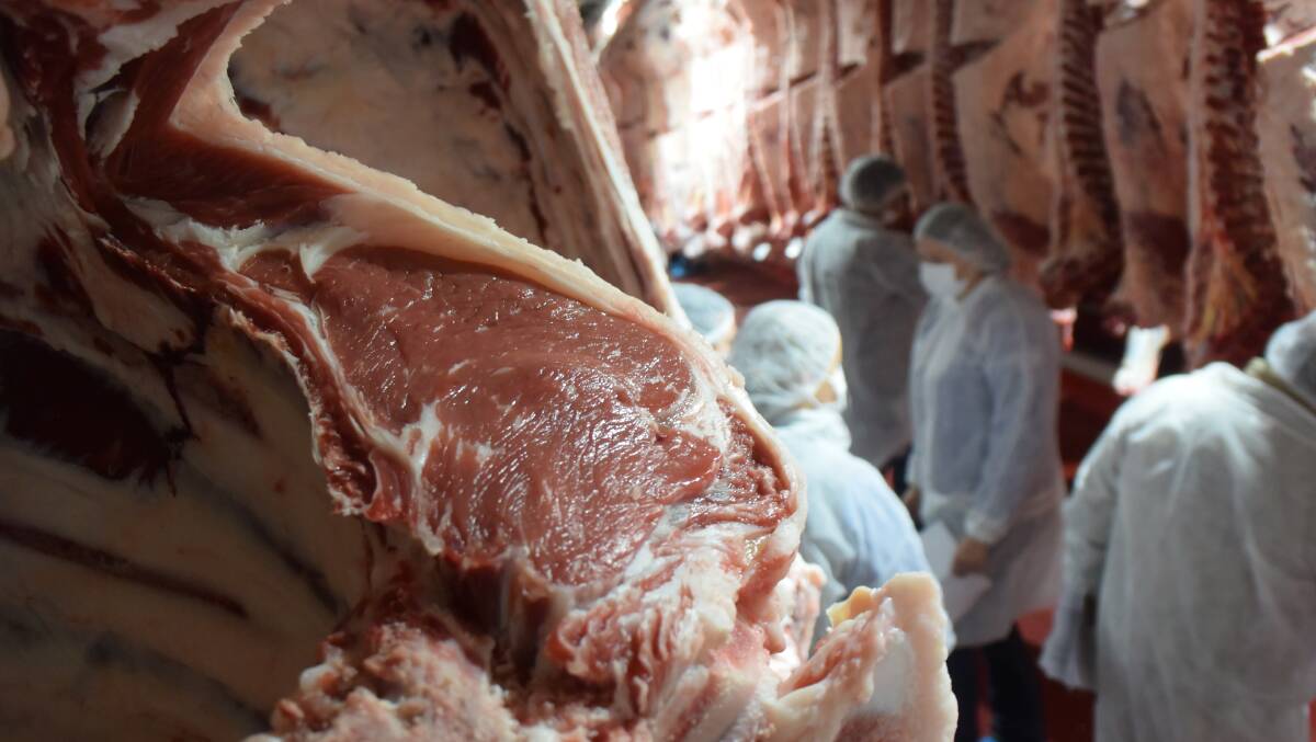 Students inspect led steer carcases as part of a previous Wingham Beef Week educational competition.