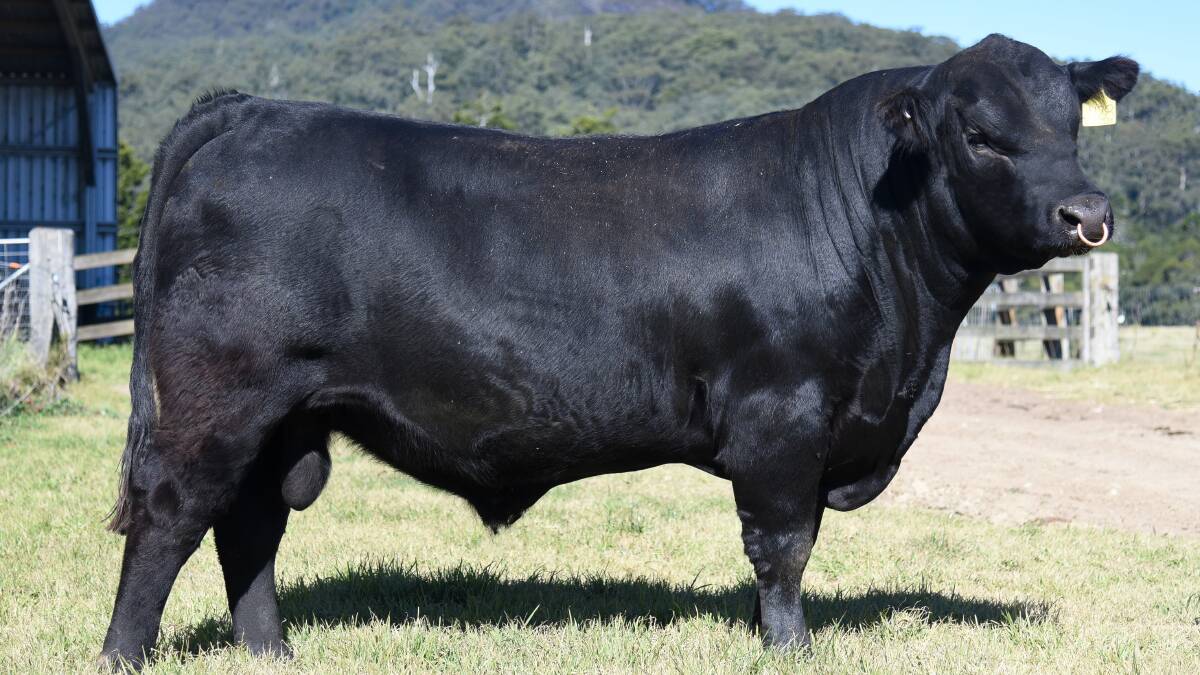 Brooklana stud principal Roger Pryce's favourite, the rising two year old Brooklana Emporer N28, first son by the sire of the same name, and the heaviest in the draft at 928kg, sold to the second top price of $7000.