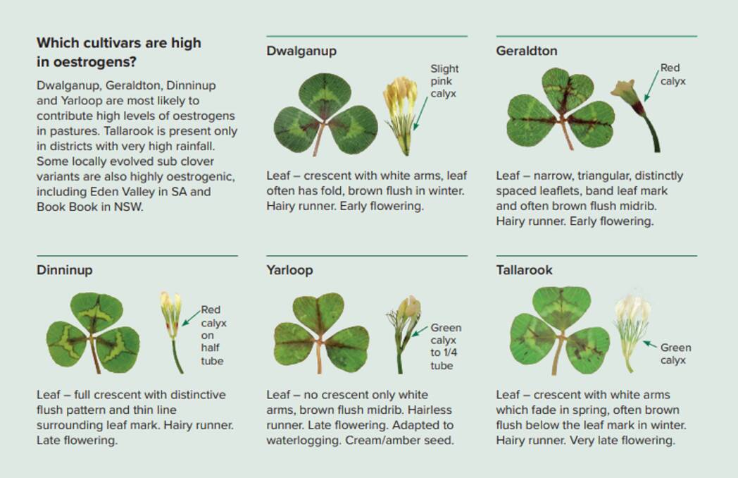 Producers in the southern states need to reaquaint themselves with how to visually identify oestrogenic subclover varieties to maintain reproductive healt in sheep.