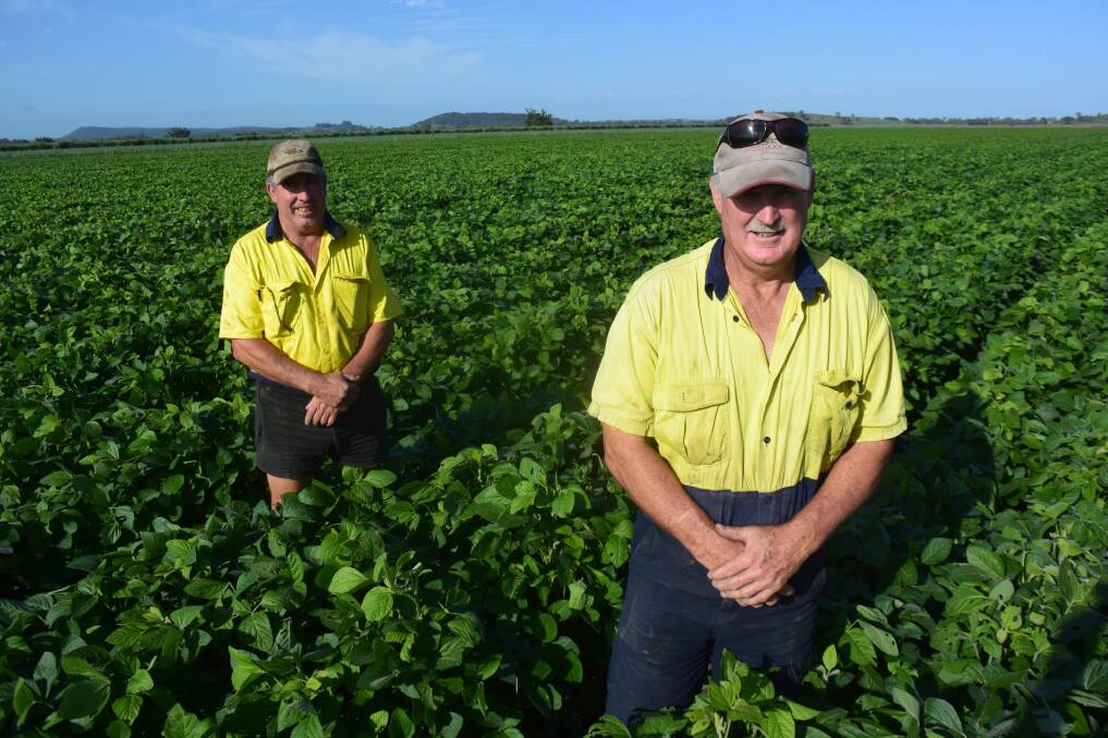 Rick and Geoff Gollan, Woodburn, planted this crop of 791 variety in November, into peat soil usually reserved for rice. These beans could fetch a record price.