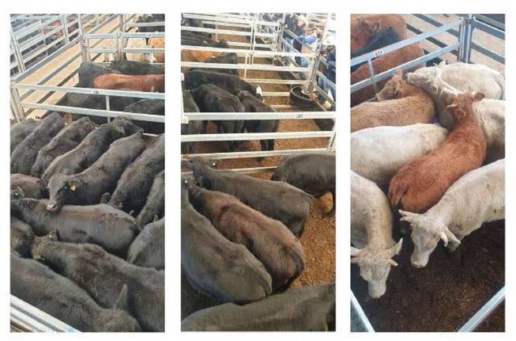 Increased demand and improvements in quality saw steer vealers to restockers sell to dearer trends of 14 cents a kilogram at Tamworth on Monday.