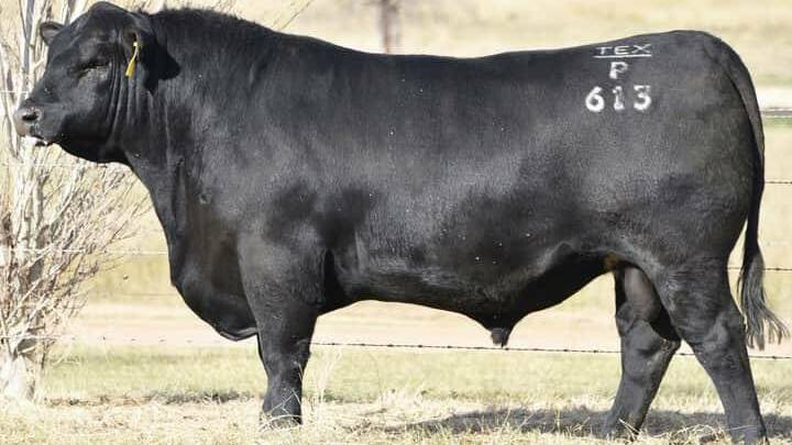 Texas Powerplay, purchased by Kelly Angus for $108,000 in 2020, has turned up on a neighbouring property.