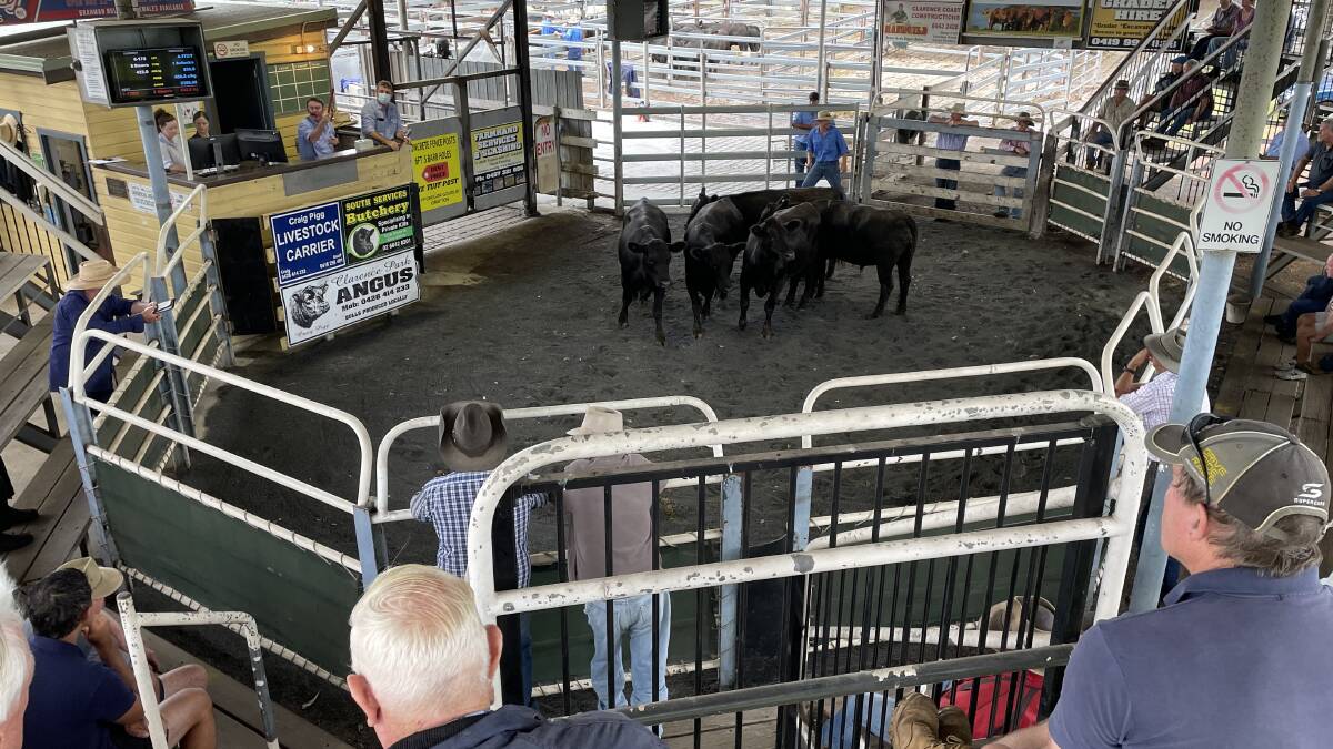 At Grafton on Thursday this pen of Angus steers 432kg made 542.2c/kg or $2342.30 going onto grass at Ebor.