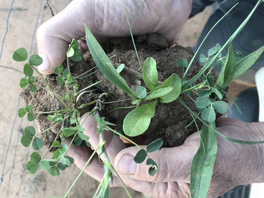 A variety of species growing on a Forbes property include lucerne, chicory, medics and clovers that together create a robust and resilient long-term fodder crop.
