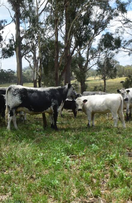 Speckle Park/Friesan cow and her Speckle sired heifer show potential to benefit dairy.