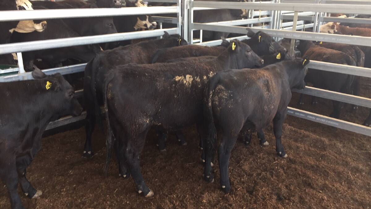 Steers sold to a south eastern QLD feedlot at Inverell on Tuesday for 286.2c/kg at 374kg made $1070 to a south eastern QLD feedlot. Picture by Steven O'Brien.