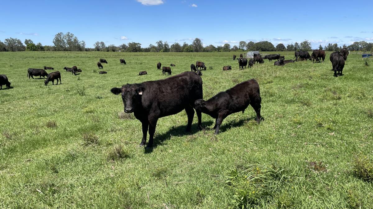 Angus Verified cattle bring integrity to the industry.