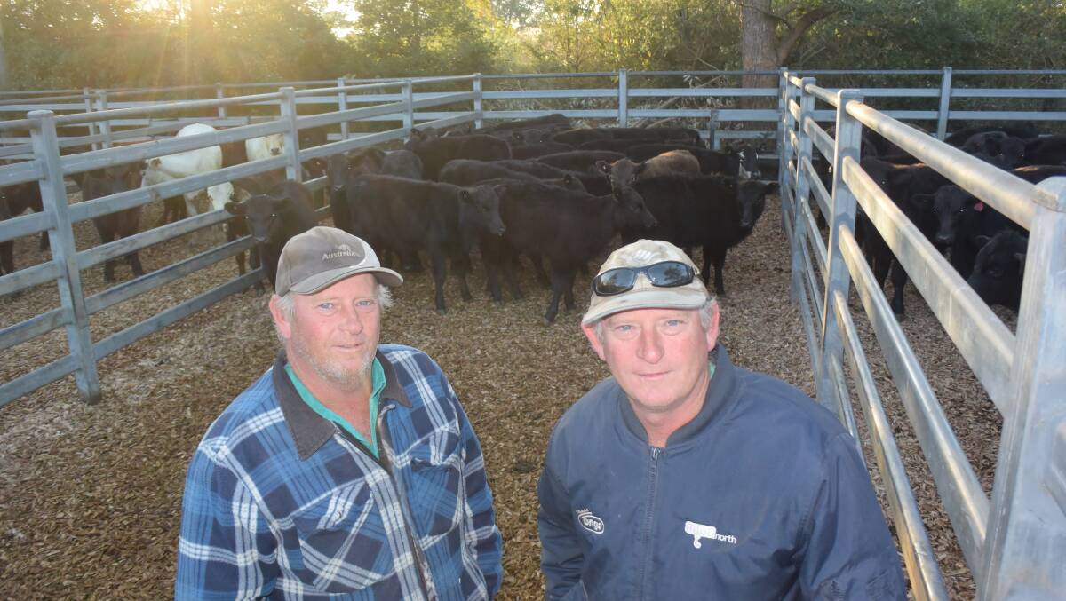 John and Luke Thompson, Upper Rollands Plains, with a pen of their uncle John's Angus  averaging 260 kilograms. Steers made 390c/kg and the heifers 298c/kg.