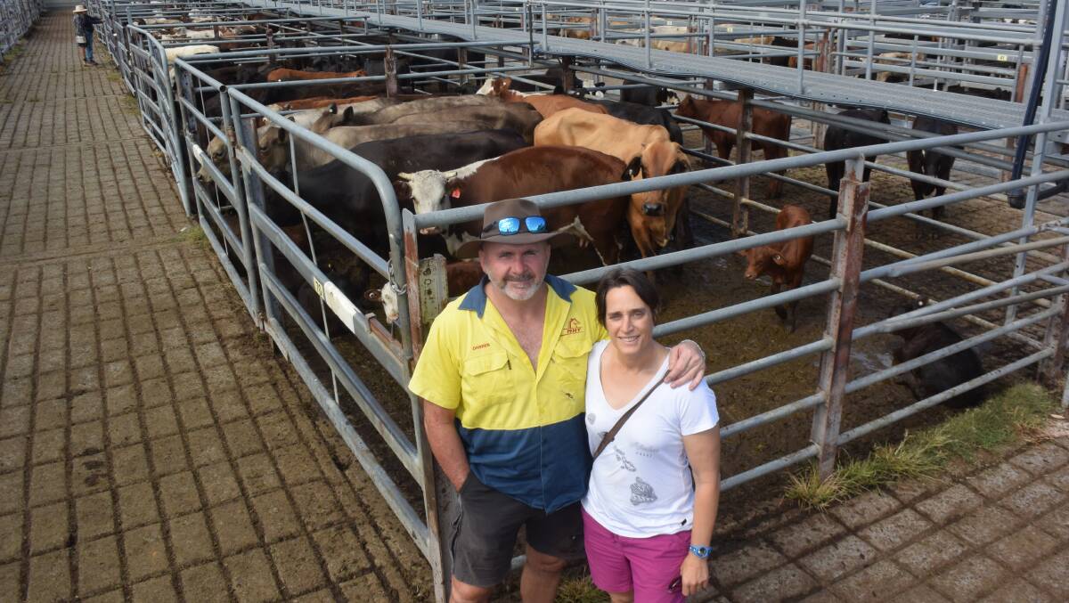 Darren and Heida Bell, Nana Glen at Thursday's Grafton store sale where steers sold to 666c/kg with heifers to 634c/kg.