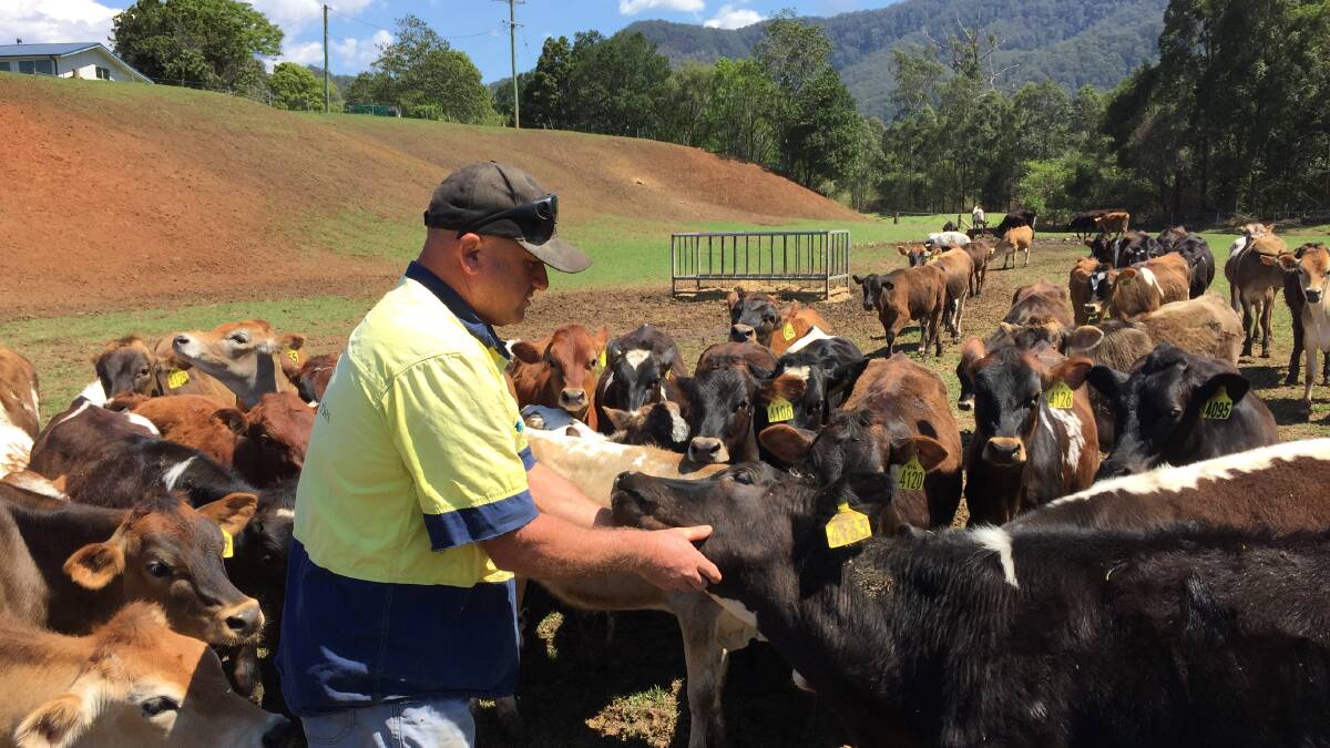 Jason Bake, Bonville, with dairy bobby calves being reared for the vealer market. All the speckle-coated calves have been sold to individuals. New genetic testing of dairy semen may help produce a more marketable steer.