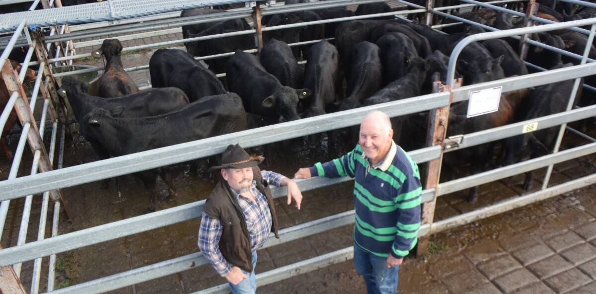 Brad McLennan, Kangaroo Creek, with Brangus steers by Bizzy and Weona Brahman bulls that averaged $1407 at Grafton on Thursday, with Ken Woodward, Ulmarra.
