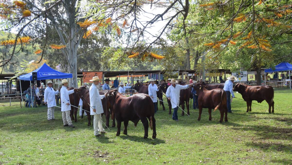 The Santa Gertrudis section of a cattle show in NSW. Perhaps it's time for other indicus/taurus combinations to take centre ring, as they do in Queensland?