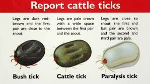 Only cattle ticks carry a disease that will kill cattle.