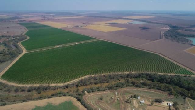 Valencia oranges growing by the Gwydir River north of Moree on property owned by Dick Estens.