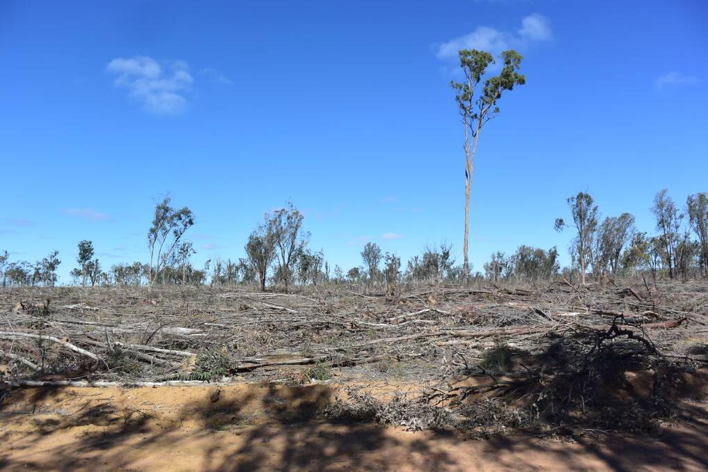 Block land clearing is permitted under new legislation, like here in the north west of the state. However, is this the loss of virgin scrub or invasive cyprus and ironbark regrowth?