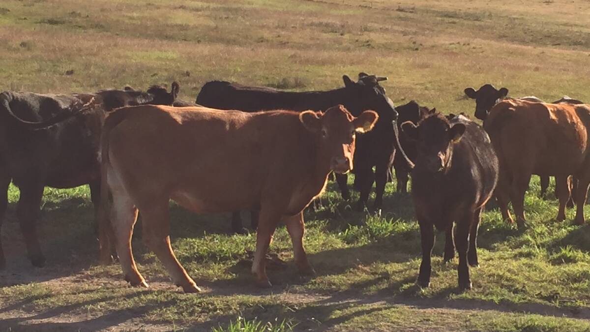 First calf Red Rock Limousin heifers with calves by Flemington Joker J33.
