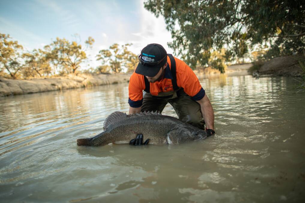 Fish have been relocated to more secure habitats in rivers like the Darling, or trucked to fish hatcheries including DPIs flagship hatchery, the Narrandera Fisheries Research Centre. Photo by DPI.