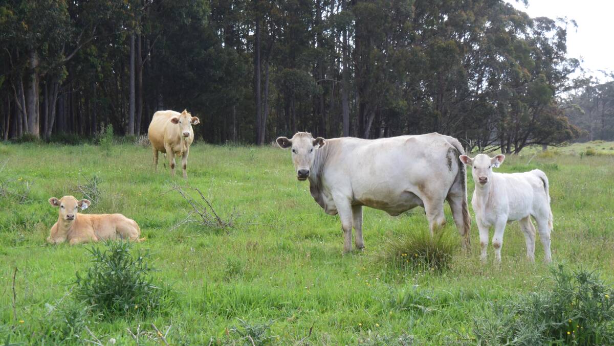 Conventionally grown paddock-fed cows, with 70 to 80 per cent of their diet based on grass, or grass silage, not corn silage, hay and grain concentrates, produce very similar levels of Omega 3 fats compared to organic production. 