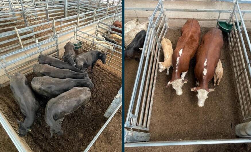 A run of Angus and Hereford cross cows with calves made $2450 a unit from Boydells, Denman at Singleton on Saturday. Photo supplied by HRLX.