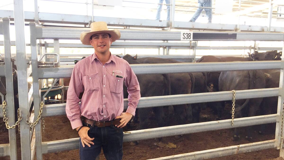 Inverell agent Will Claridge, C L Squires and Co, with Angus cross cows 650.45kg that made 380c/kg or $2471.73 for A M McGregor and Son on Tuesday. Photo: Steven O'Brien