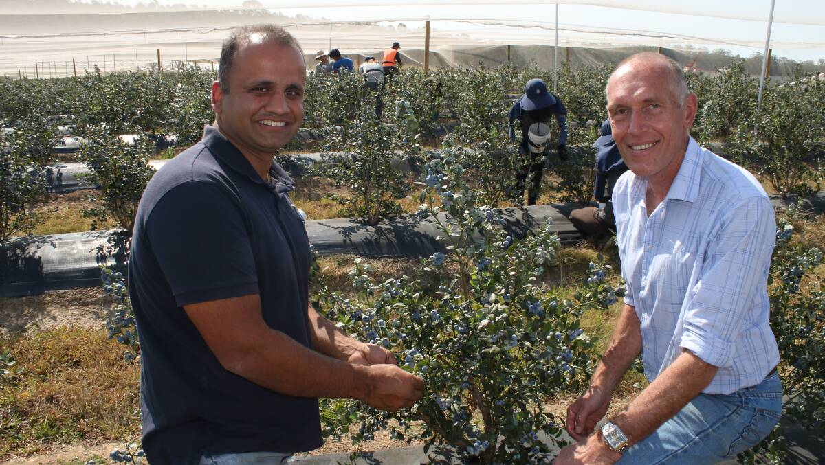  Harjap Singh Dosanjh and Jurgen Clauss from Golden Eagle Berries at the company's Clarenza farm south of Grafton where irrigation is paying for itself this season.