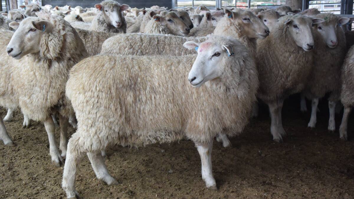 Ewes in lamb at ten months  are bred to perform at the Gates' property via Uralla.