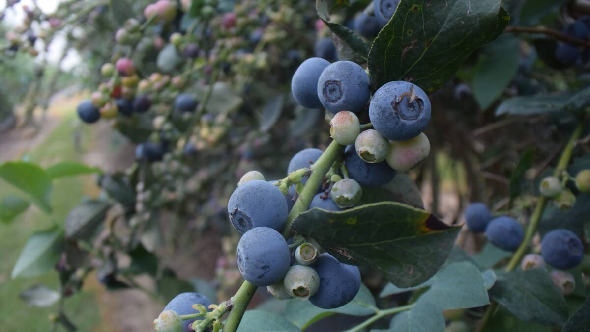 Rabbit-Eye blueberries coming on strong in warm coastal weather require more pickers than exist on the ground.